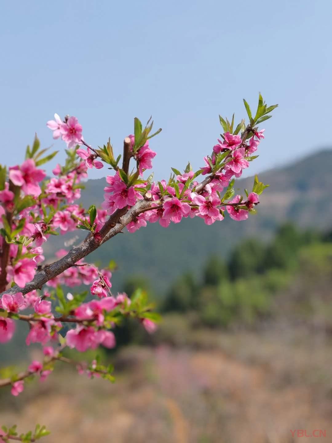 春天的驪山